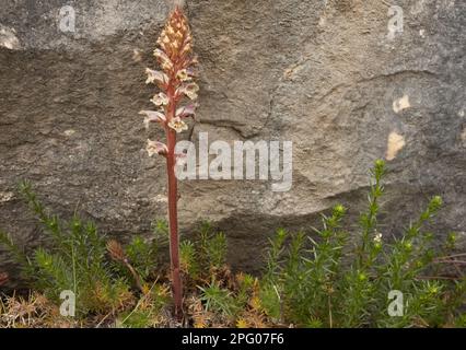 Nach Nelken duftende Broomrape (Orobanche caryophyllacea) blüht, parasitär auf Bettstroh, Gargano-Halbinsel, Apulien, Italien Stockfoto