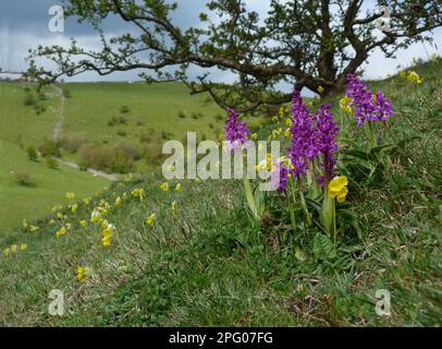 Frühe lilafarbene Orchidee (Orchis mascula) und gemeiner Cowslip (Primula veris) blühen, wachsen auf einem Hügel vor Ort, Derbyshire Dales, Peak Stockfoto