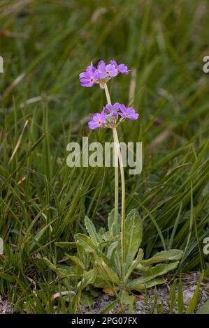 BirdsEye Primrose (Primula farinosa) blüht, wächst in Waldrodung, Challan Hall Woods, Silverdale, Lancashire, England, Vereinigtes Königreich Stockfoto