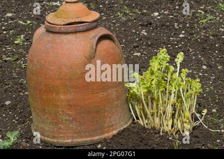 Meerkohl (Crambe maritima)-Zweige, die neben einem Terrakotta-Topf im Gemüsegarten in Herefordshire, England, Vereinigtes Königreich wachsen Stockfoto