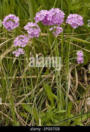 Primrose (Primula farinosa), Primrose, Cowslip, Primrose, Primrose Familie, BirdsEye Primrose Blwering, Estland, Frühling Stockfoto