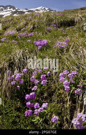 BirdsEye Primrose (Primula farinosa) blüht, Massenwachstum in Berghabitat, Schweizer Alpen, Schweiz Stockfoto