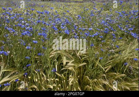 Maisblüten (Centaurea cyanus) blühen, wachsen in Gerstenkulturen auf Ackerfeldern, nahe Gap, Hautes-Alpes, Südosten Frankreichs Stockfoto