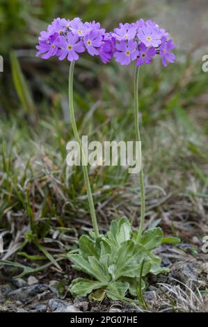 Mealy Primrose (Primula farinosa), Cowslip, Primrose, Familie Primrose, Birdseye Primrose Blwering, Sie wachsen in stillgelegten Kalksteinbrüchen, Ribblehead Stockfoto