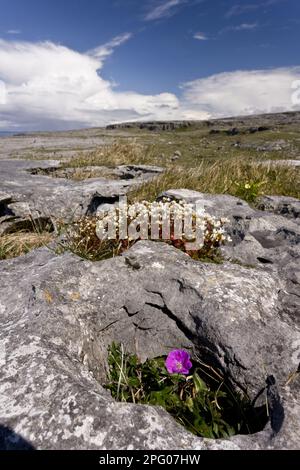 Blühender blutiger Cranesbill (Geranium sanguineum) und irische Saxifrage (Saxifraga rosacea), die auf Kalksteinpflastern an der Küste, Poulsallagh, wächst Stockfoto