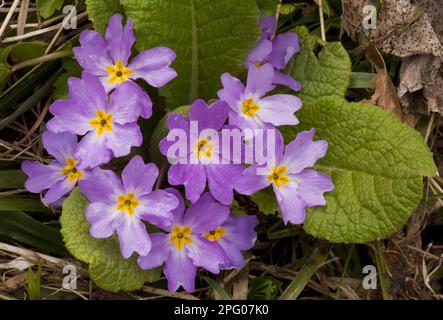 Primrose (Primula vulgaris var. Sibthorpii) rosa Form, Blume, Kleinkaukasus, Georgien, Frühling Stockfoto