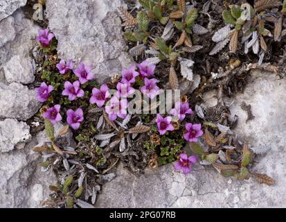 Purple Saxifrage (Saxifraga oppositifolia) blüht, in hoher Tundra, Rocky Mountains, Kanada Stockfoto