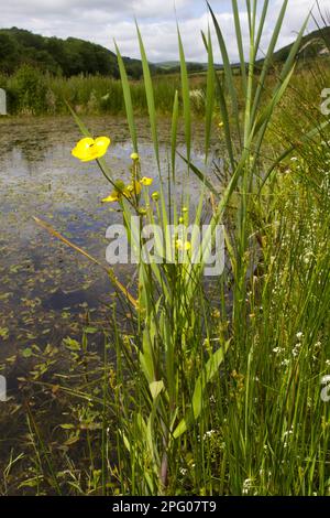 Große Speerwurz (Ranunculus lingua) in Blüte, die neben dem Teich angebaut wird, Powys, Wales, Vereinigtes Königreich Stockfoto