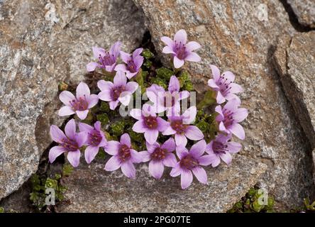 Purple Saxifrage (Saxifraga oppositifolia) blüht, wächst in großer Höhe, französische Alpen, Frankreich Stockfoto