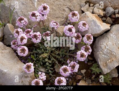 Alpine Stonekrop, Kreuzkümmel, gebrannte Candytuft (Aethionema saxatile) blühend, wächst in Kalk Stockfoto