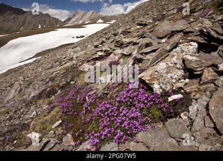 Purple Saxifrage (Saxifraga oppositifolia) blühende Masse, wächst in Berghabitat, Col Agnel, Queyras, Französische Alpen, Frankreich Stockfoto