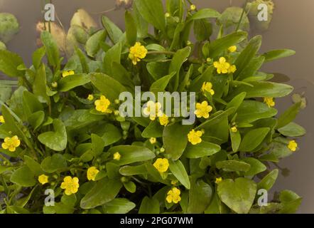 Blüten von Adder-Zunge-Speerwurz (Ranunculus ophioglossifolius), wächst im stehenden Wasser, Sardinien, Italien Stockfoto