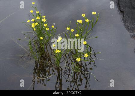 Blühende kleine Spearwürze (Ranunculus flammula), in Gebirgslochan, Beinn Eighe, Torridon Hills, Highlands, Schottland, Vereinigtes Königreich Stockfoto