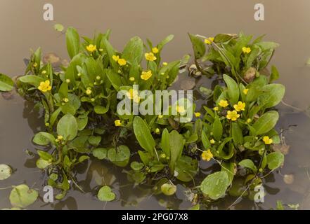 Blüten von Adder-Zunge-Speerwurz (Ranunculus ophioglossifolius), wächst im stehenden Wasser, Sardinien, Italien Stockfoto