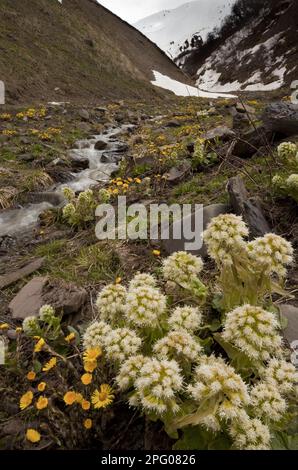 Blühender georgischer Butterbur (Petasites georgicus) und Kaltfuss (Tussilago farfara), in Berghabitat, Großkaukasus, Georgien, Frühling Stockfoto
