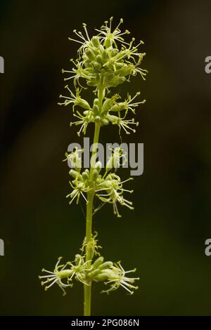 Cucubalus otites, spanische Catchfly (Silene otites) Blwering, Bulgarien Stockfoto