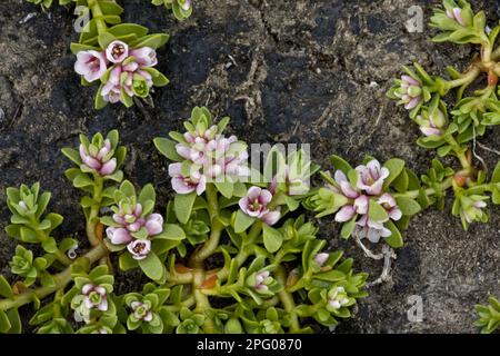 Losestrife (Lysimachia) maritima, Sea Milkwort (Glaux maritima), Primrose Family, Sea Milkwort Blwering, on Coast, County Clare, Irland, Frühling Stockfoto