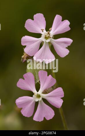 Sandfleaban (Silene conica ssp. Subconica var. Grisebachii), Nahaufnahme von Blumen, Bulgarien Stockfoto