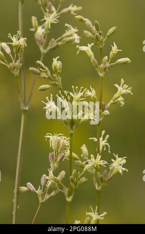 Cucubalus otites, Ohrlöffel Gluewort (Silene otites), Earleaf Catchfly, Clove Family, Spanish Catchfly blwering, Cranwich Stockfoto