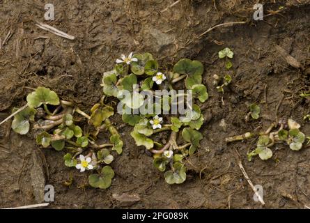 Ivy-Leaf Crowfoot (Ranunculus hederaceus) blüht, wächst auf nassem Schlamm, The Burren, County Clare, Irland Stockfoto