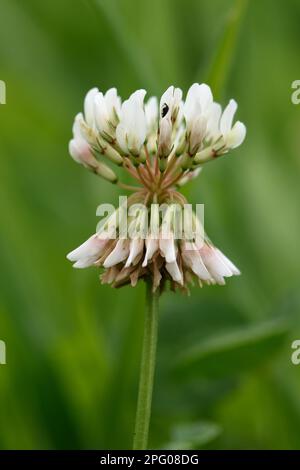 Weißklee (Trifolium repens), Weißklee, Kriechklee, Lamm-Klee, Papilionen-Pflanzen, Weißklee, Blume, Stickstoff-fixiertes Futter Stockfoto