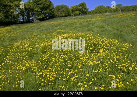Blühende Butterblumen (Ranunculus acris), ein gelber Teppich auf einer grünen Wiese an einem hellen Frühlingstag mit Bäumen und blauem Himmel Stockfoto