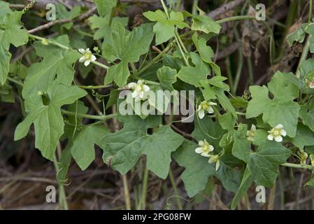 Bryonia cretica dioica, Rote fruchtige Zaunrüben, Rote Zaunrüben, grauenhafte Zaunrüben, Cucurbits, Weiße Bryony, Bryonia dioica, wild kletternd Stockfoto