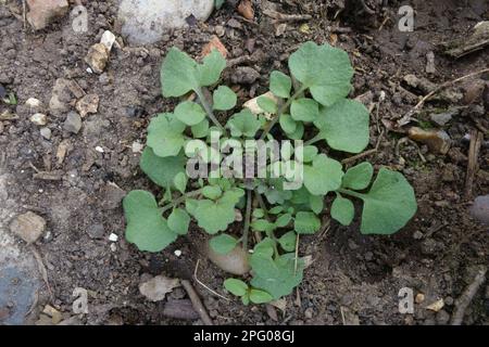 Haarige Bitterkresse (Kardamine) hirsuta, junge Pflanzenosette, gewöhnliches Gartenkraut Stockfoto