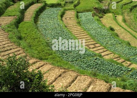 Gemüsekohl (Brassica oleracea var. Capitata) in terrassenförmigem Anbau auf einem Hügel, Vattavada, Western Ghats, Kerala, Indien Stockfoto