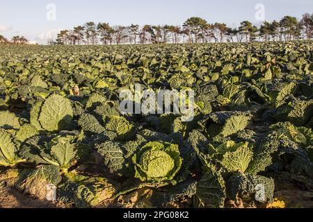 Ein Feld von wirsing (Brassica) oleracea var. sabauda L. Wirsing ist ein Wintergemüse, das im sandigen Boden von East Suffolk angebaut wird Stockfoto