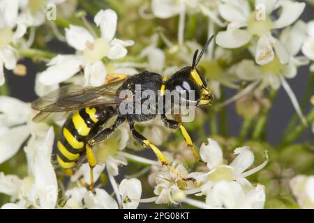 Wespe (Ectemnius cavifrons), weiblich, ausgewachsen, Fütterung von Blüten von gewöhnlichem Algen (Heracleum sphondylium), Powys, Wales, Vereinigtes Königreich Stockfoto