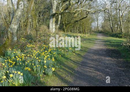 Wildes Daffodil (Narcissus pseudonarcissus) blühend, Massenwachstum neben dem Pfad in Wäldern, West Sussex, England, Vereinigtes Königreich Stockfoto