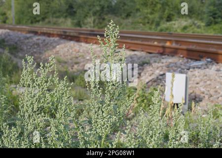 Fat Hen (Chenopodium Album) blühend, wächst neben dem Eisenbahngleis Habitat, Suffolk, England, Vereinigtes Königreich Stockfoto
