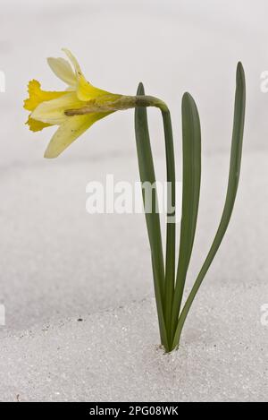 Wildes Daffodil (Narcissus pseudonarcissus) blüht nach starkem Spätschnee, Frankreich Stockfoto