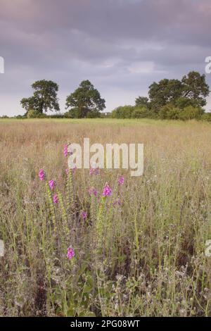 Gemeine Foxglove (Digitalis purpurea) blüht auf breitem Feldrand am Rande der Gerstenernte (Hordeum vulgare), mit Hecke und Bäumen Stockfoto