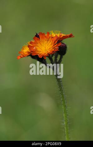 Orangen-Habichtskraut (Pilosella aurantiaca) in Blüte, wächst auf einer Wildblumenwiese in der Nähe von Grantown-on-Spey, Morayshire, Highlands, Schottland, United Stockfoto