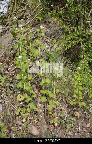 Knoblauchsenf (Alliaria petiolata) blüht, wächst am Fuß des Baumes in Hedgerow, Bacton, Suffolk, England, Vereinigtes Königreich Stockfoto