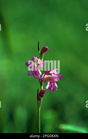 Maisflagge (Gladiolus communis), Familie Iris, Gladiolus Stockfoto