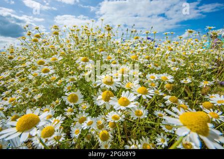 Ox-Eye Daisy (Leucanthemum vulgare) Blütenmasse, wächst auf dem Feld, Cambridgeshire, England, Vereinigtes Königreich Stockfoto