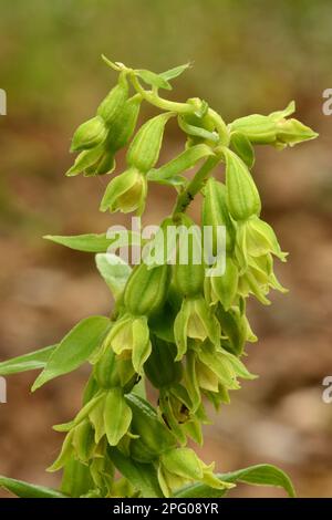 Grünblühendes Helleborin (Epipactis phyllanthes) Nahaufnahme von Flowerspike, Oxfordshire, England, Vereinigtes Königreich Stockfoto