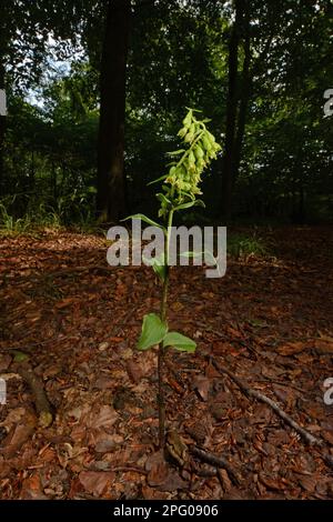 Grünblühender Helleborin (Epipactis phyllanthes) Blütenspike, der in Wäldern angebaut wird, Oxfordshire, England, Vereinigtes Königreich Stockfoto