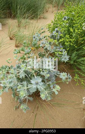 Sea Holly (Eryngium maritimum) blühend, wächst auf Sanddünen, Gower Peninsula, Glamorgan, South Wales, Vereinigtes Königreich Stockfoto