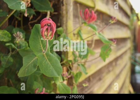 Wildes Geißblatt (Lonicera periclymenum) blüht, wächst über dem Stall im Garten, Mendlesham, Suffolk, England, Vereinigtes Königreich Stockfoto