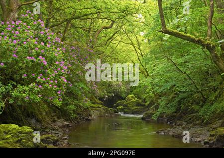 Durch den Rhododendron (Rhododendron ponticum) wurden invasive Blütenarten eingeführt, die in Waldlebensräumen neben Flüssen wachsen, Brecon Beacons Stockfoto