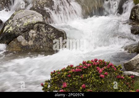 rostige alpenrose (Rhododendron ferrugineum), rostige Alpenrose, rostiger Alpenbusch, Familie Heather, Alpenrosenblüte, Wächst neben dem Alpen Stockfoto