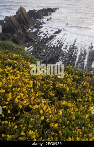 Blühende Glattschnauze (Ulex europaeus), die in einem Klippenlebensraum wächst, Hartland Quay, North Devon, England, Vereinigtes Königreich Stockfoto