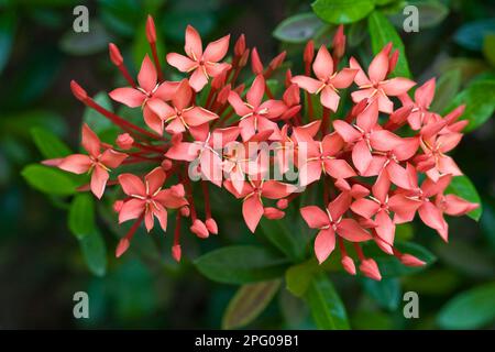 Dschungelgeranium (Ixora coccinea) – Nahaufnahme der Blumen, Palawan Island, Philippinen Stockfoto