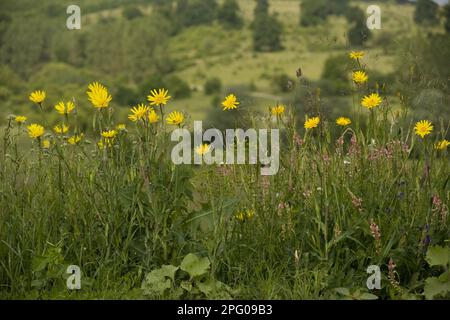 Östlicher Ziegenbart, blühender Ziegenbart (Tragopogon orientalis), am Straßenrand, in der Nähe von Visbri, Transyl Stockfoto