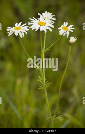 Chrysanthemum corymbosum, parfümlose Feverfew Blüte, Rumänien, Wucherbouquet (Tanacetum corymbosum) (Asteraceae), Rumänien Stockfoto