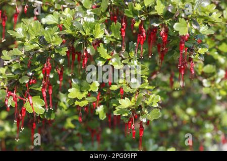 Fuchsienblüte Stachelbeerblüte, im Garten, Powys, Wales, Vereinigtes Königreich Stockfoto